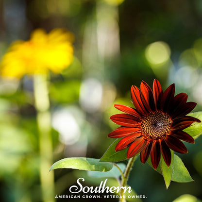 Velvet Queen Sunflower – 25 Seeds