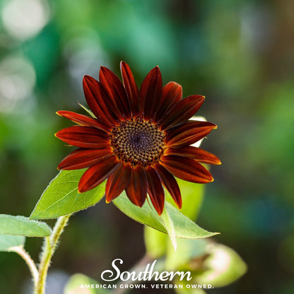 Velvet Queen Sunflower – 25 Seeds