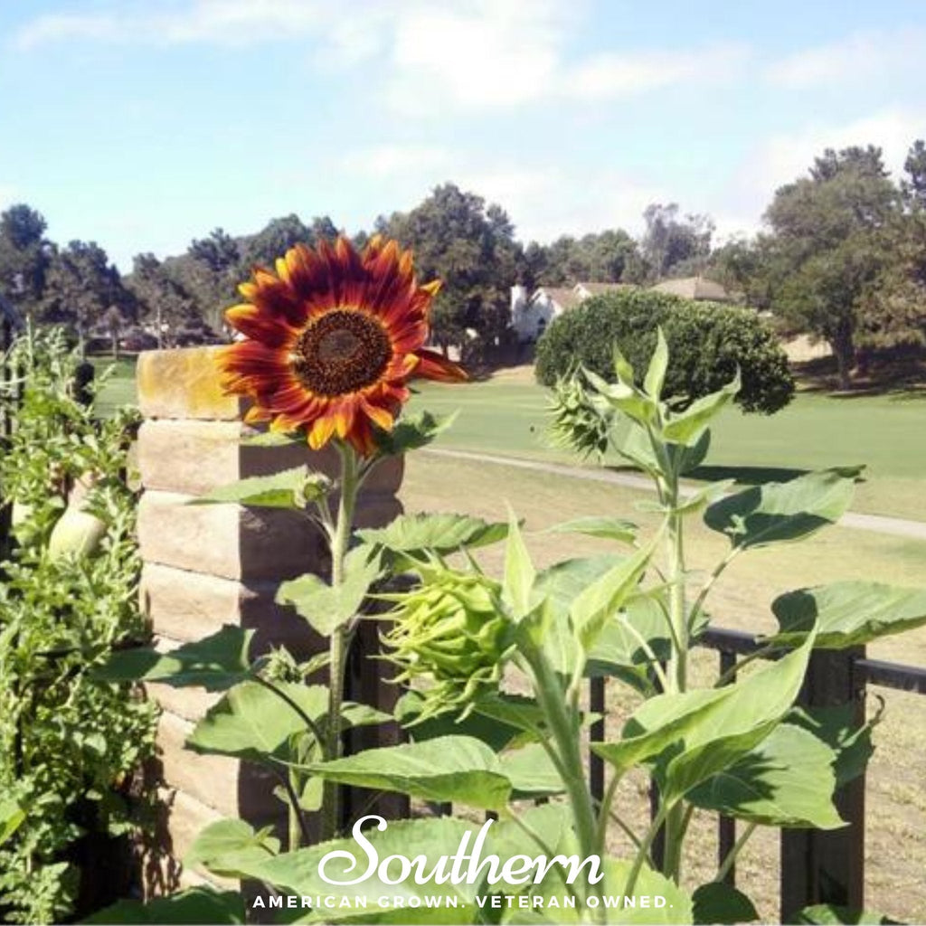 Velvet Queen Sunflower – 25 Seeds