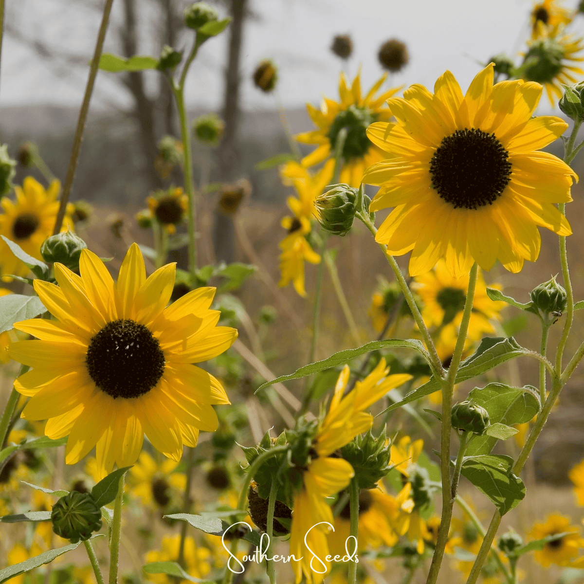 Wild Annual Sunflower – 50 Seeds