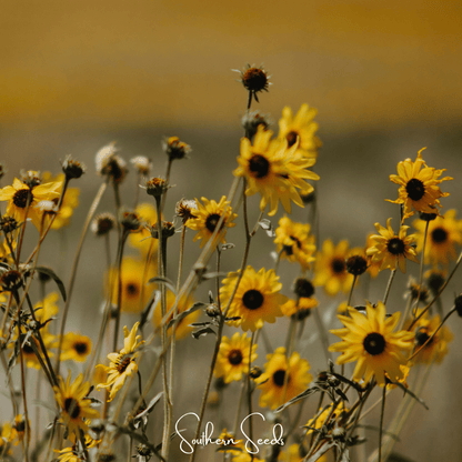 Wild Annual Sunflower – 50 Seeds