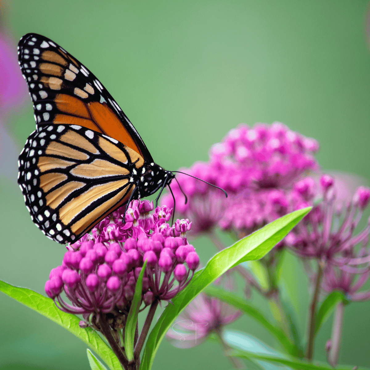 Swamp Milkweed – 50 Seeds