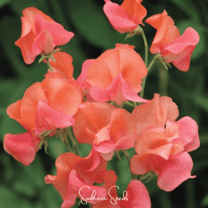 Prince of Orange Sweet Pea – 25 Seeds