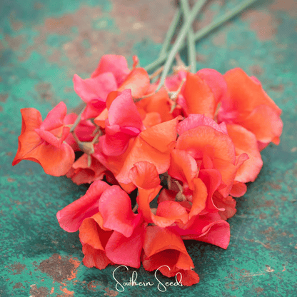 Prince of Orange Sweet Pea – 25 Seeds