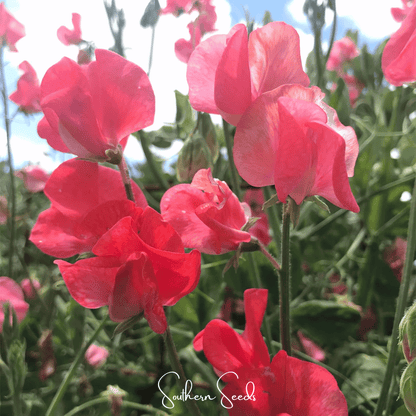 Prince of Orange Sweet Pea – 25 Seeds