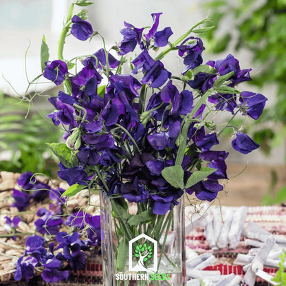 Royal Navy Blue Sweet Pea – 25 Seeds