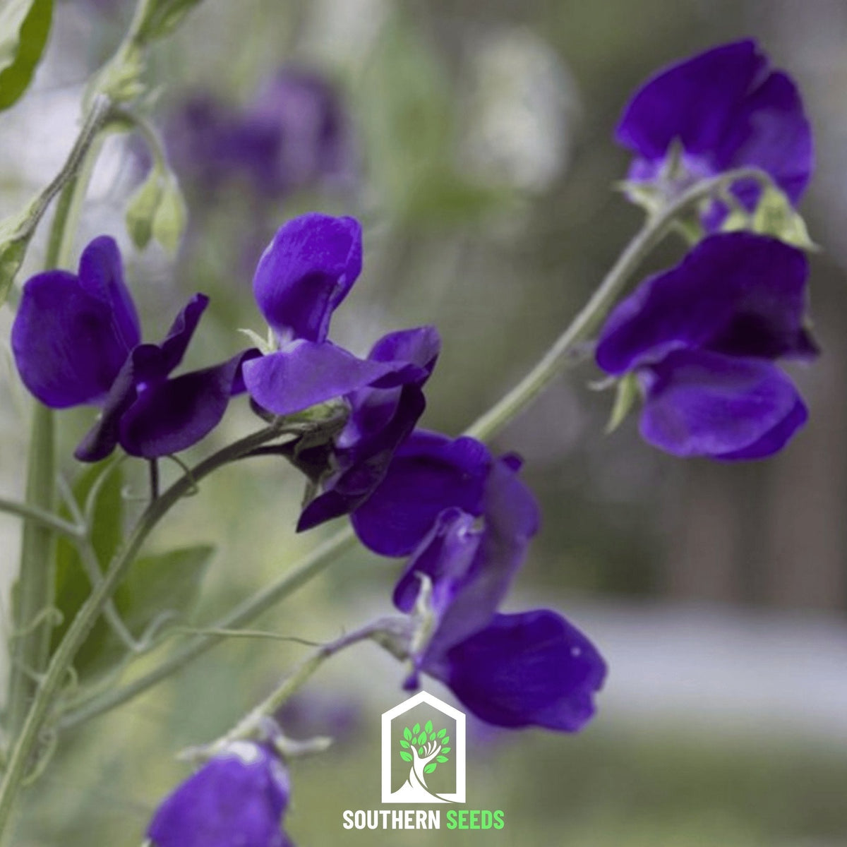 Royal Navy Blue Sweet Pea – 25 Seeds