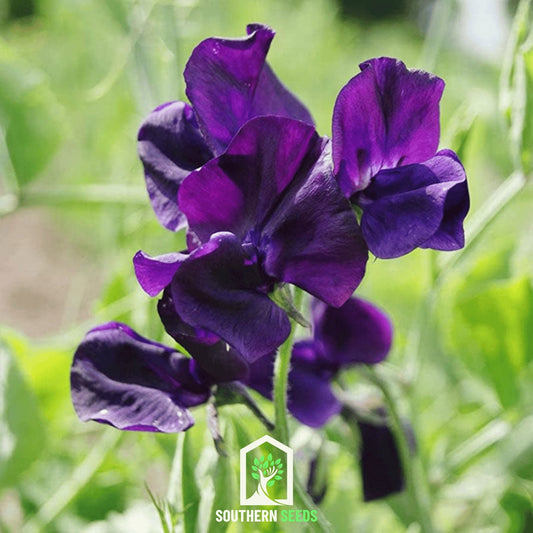 Royal Navy Blue Sweet Pea – 25 Seeds
