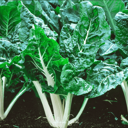 Lucullus Swiss Chard – 100 Seeds