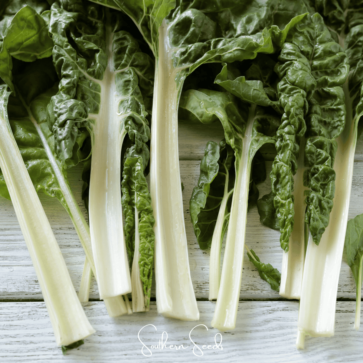 Lucullus Swiss Chard – 100 Seeds