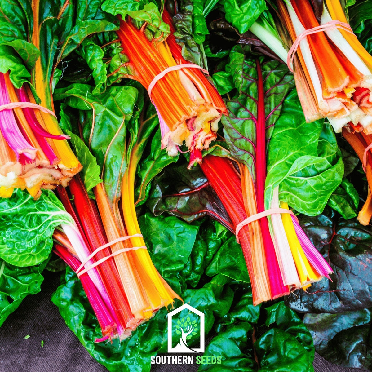 Rainbow Swiss Chard – 150 Seeds