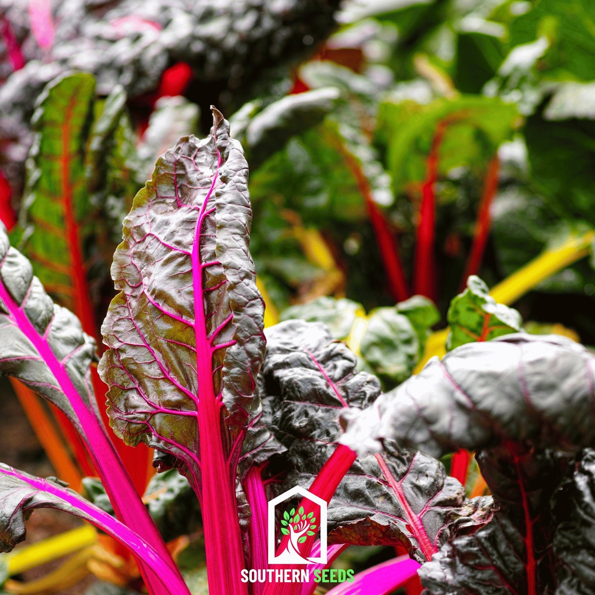 Rainbow Swiss Chard – 150 Seeds