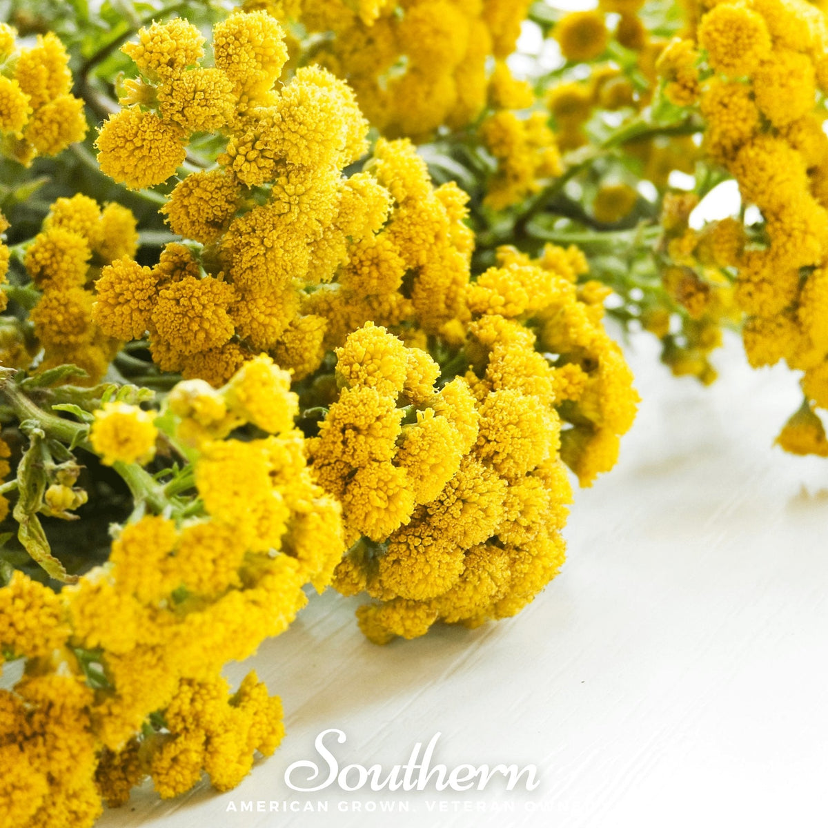 Tansy – 100 Seeds
