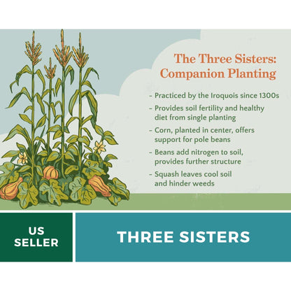 Three Sisters Seed Collection – Native American Farming – Corn, Bean, Squash