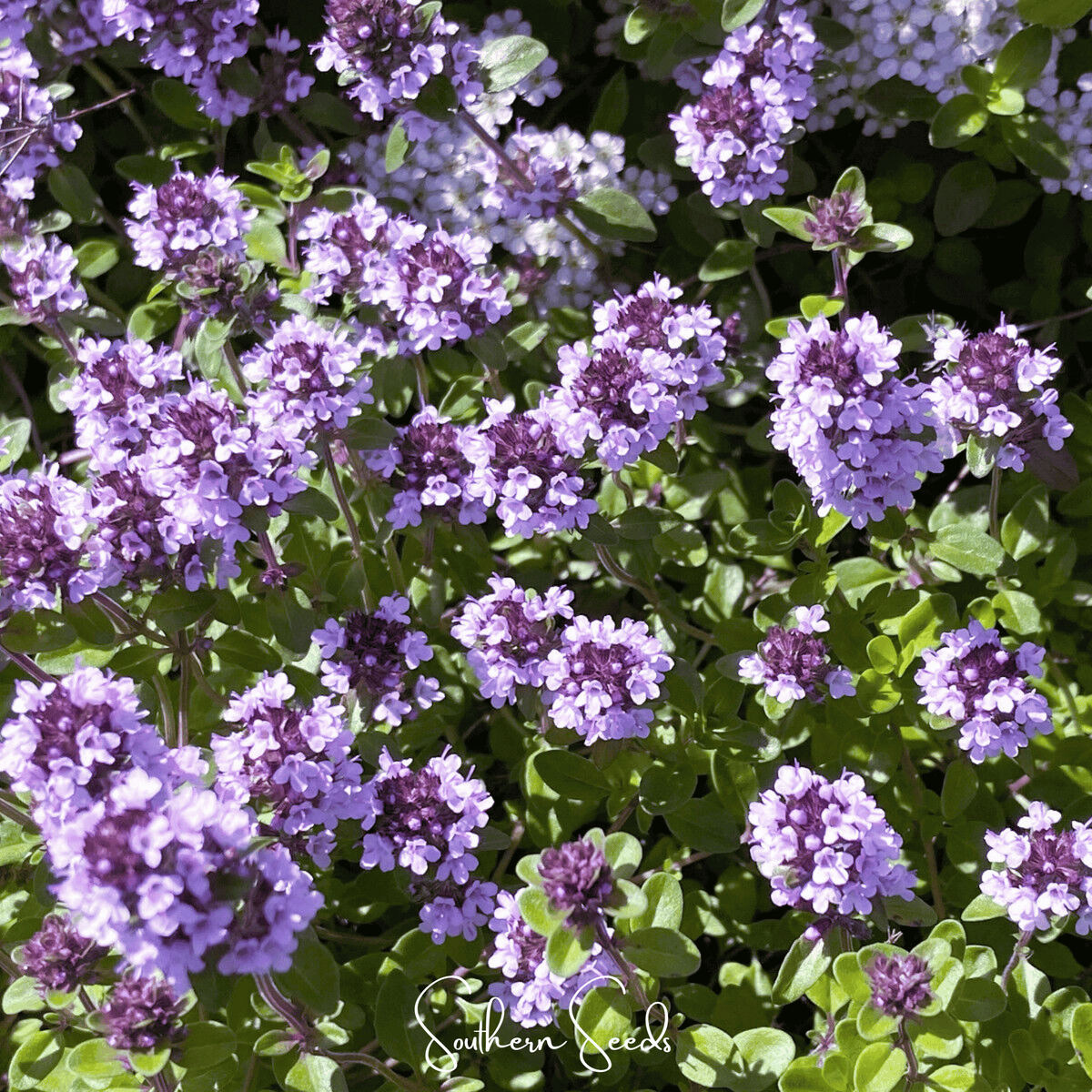 Lemon Thyme – 250 Seeds