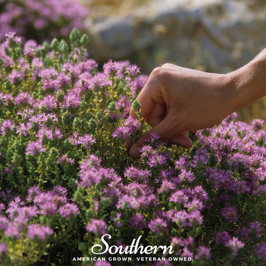 Wild Thyme – 250 Seeds