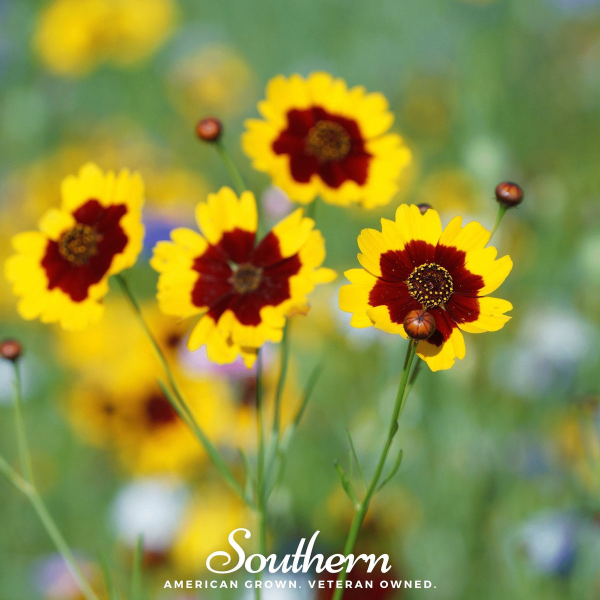 Golden Wave Tickseed – 100 Seeds