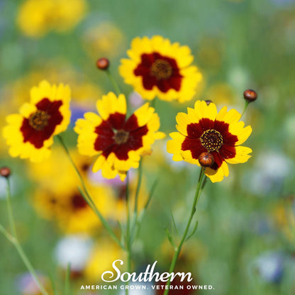 Golden Wave Tickseed – 100 Seeds