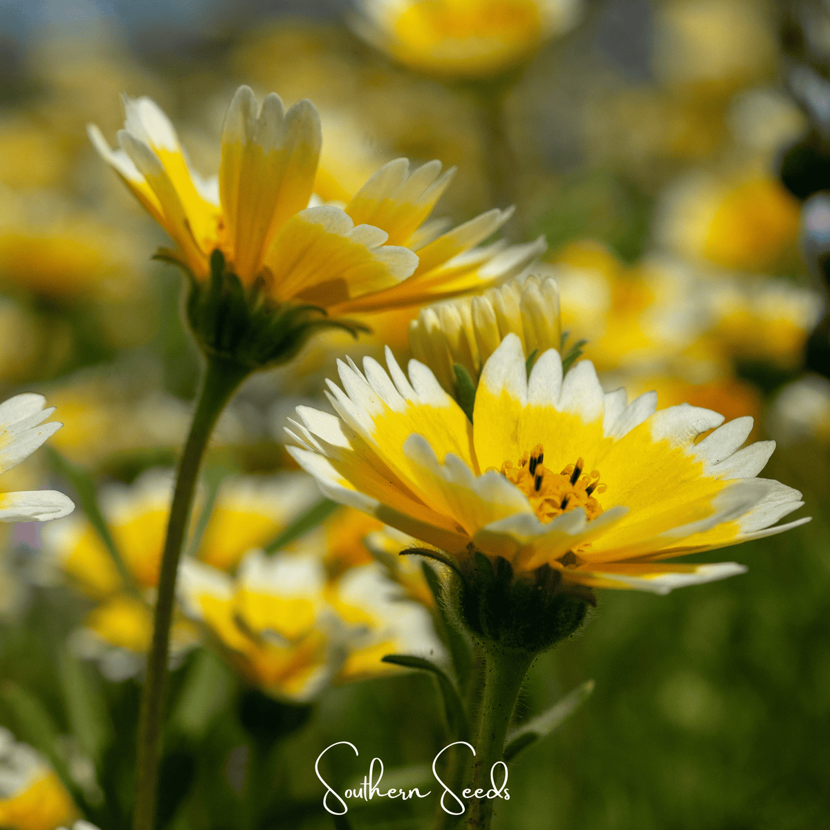 Tidy Tips – 100 Seeds