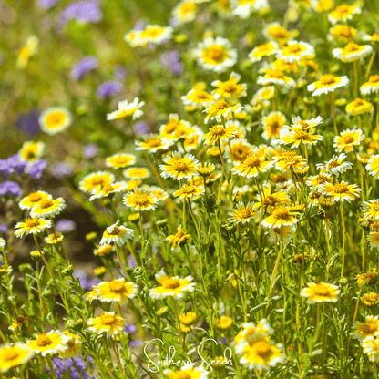 Tidy Tips – 100 Seeds