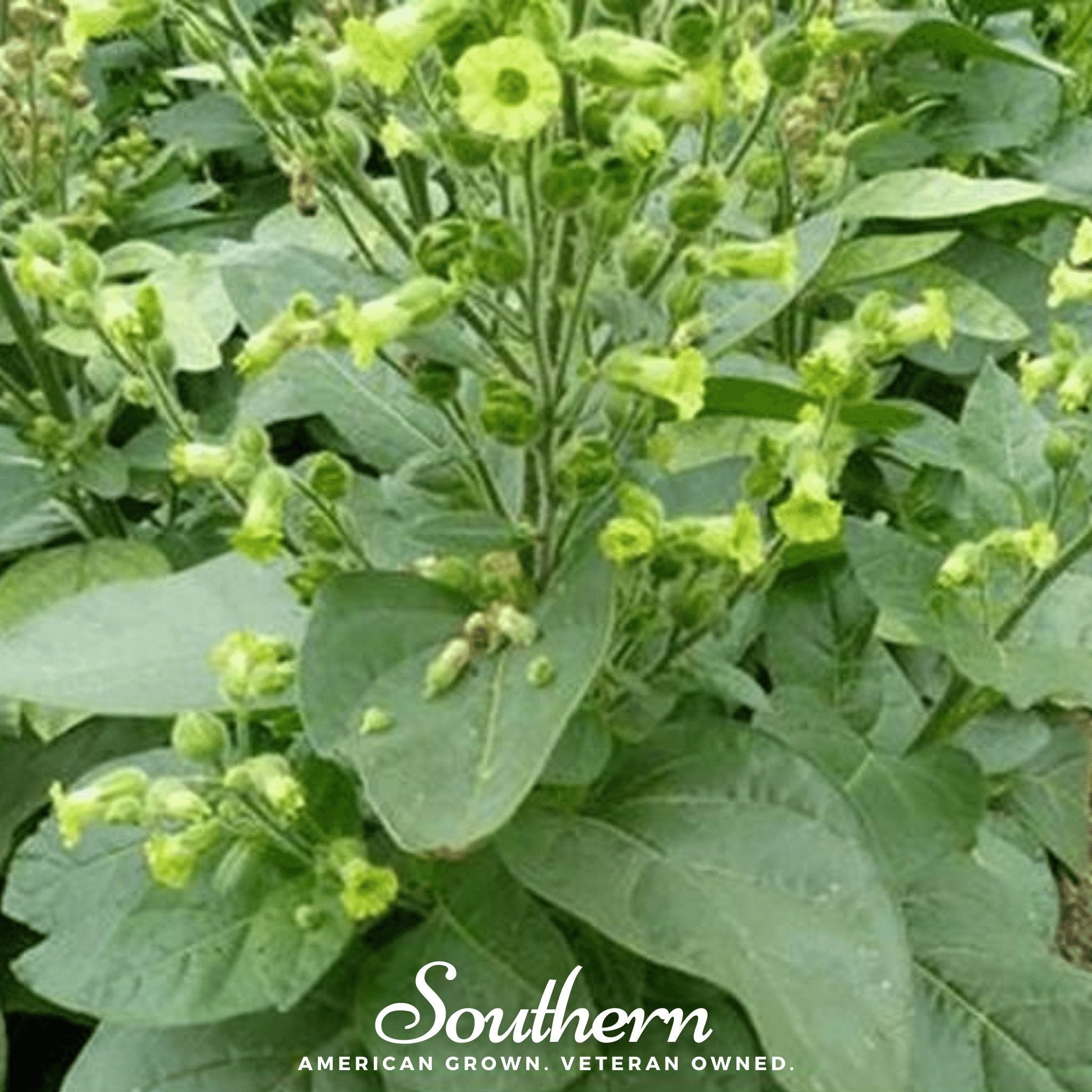 Hopi Tobacco – 100 Seeds