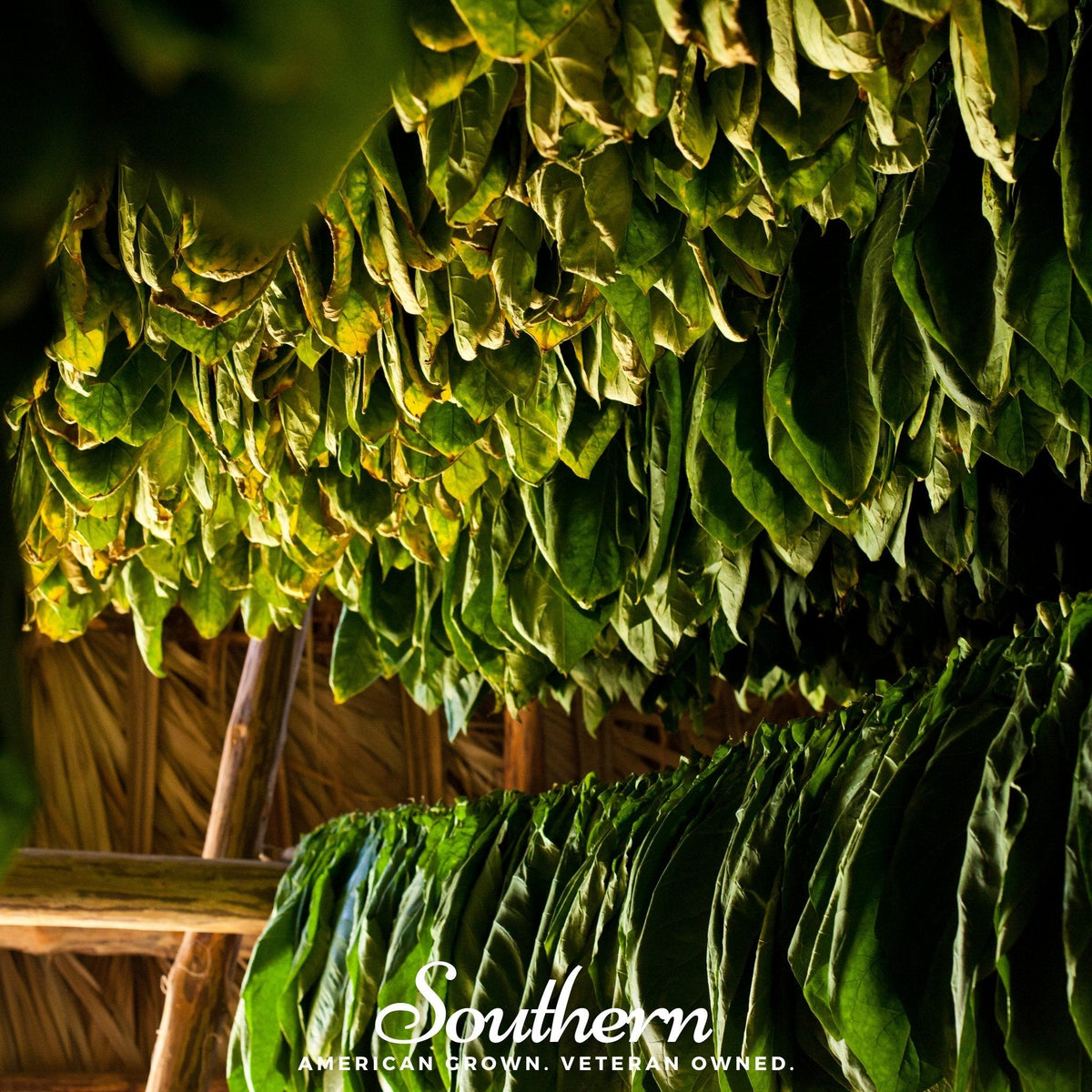 Virginia Gold Tobacco – 500 Seeds