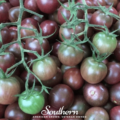 Chocolate Cherry Tomato – 25 Seeds