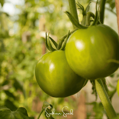 Evergreen Tomato – 50 Seeds