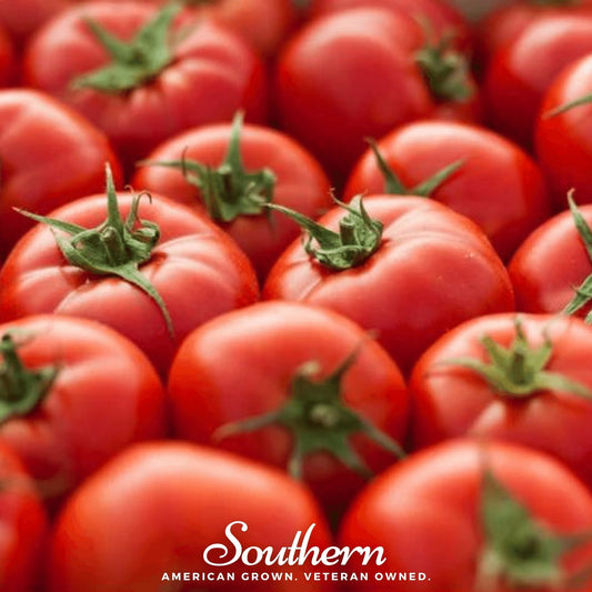 Floridade Tomato – 50 Seeds