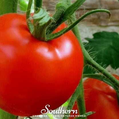 Floridade Tomato – 50 Seeds