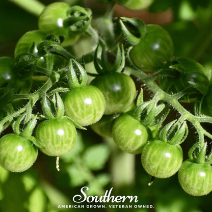 Sweetie Tomato – 50 Seeds