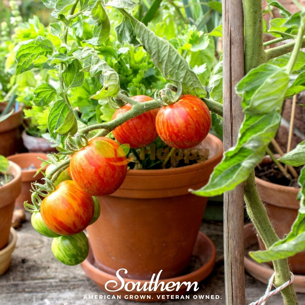 Tigerella Tomato – 50 Seeds