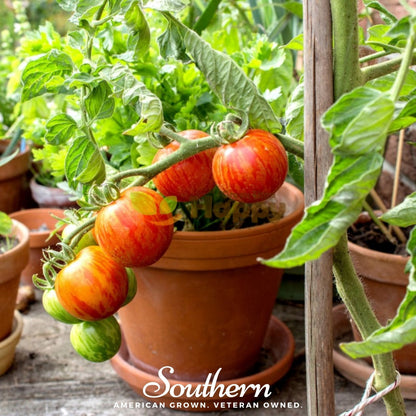 Tigerella Tomato – 50 Seeds