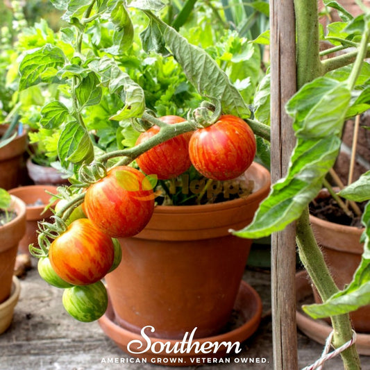 Tigerella Tomato – 50 Seeds