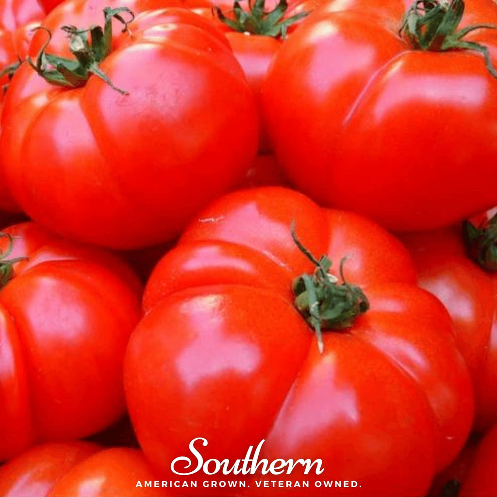 VR Moscow Tomato – 50 Seeds