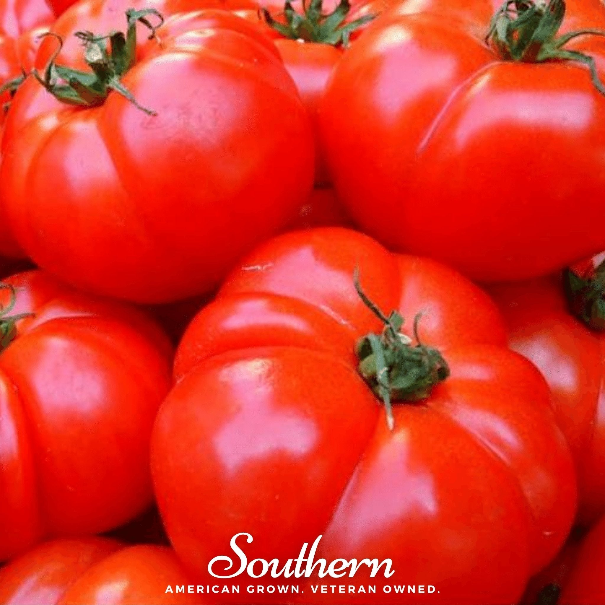 VR Moscow Tomato – 50 Seeds