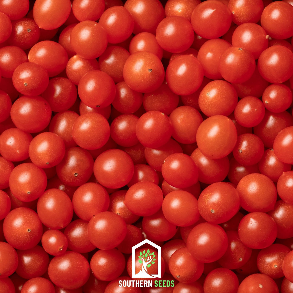 World's Smallest Tomato – Tomberry – 25 Seeds