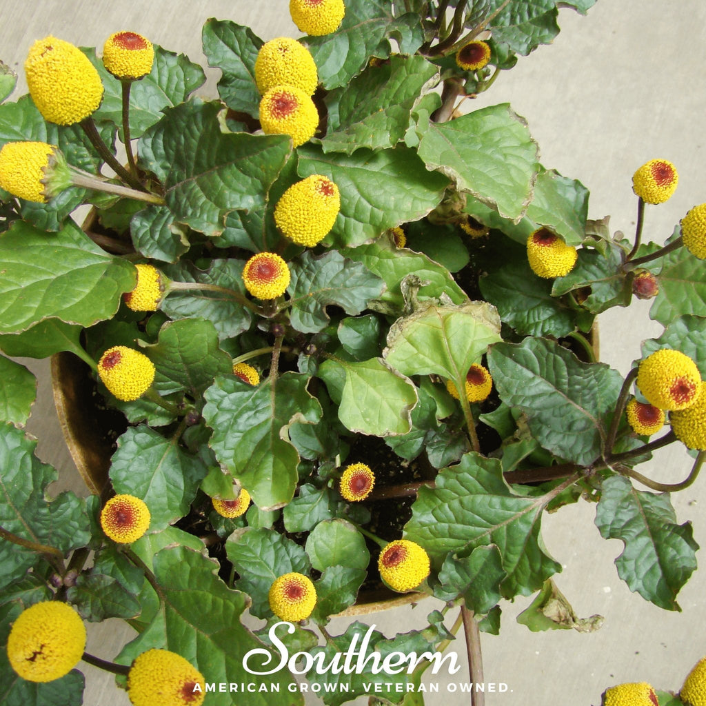 Toothache Plant – 50 Seeds