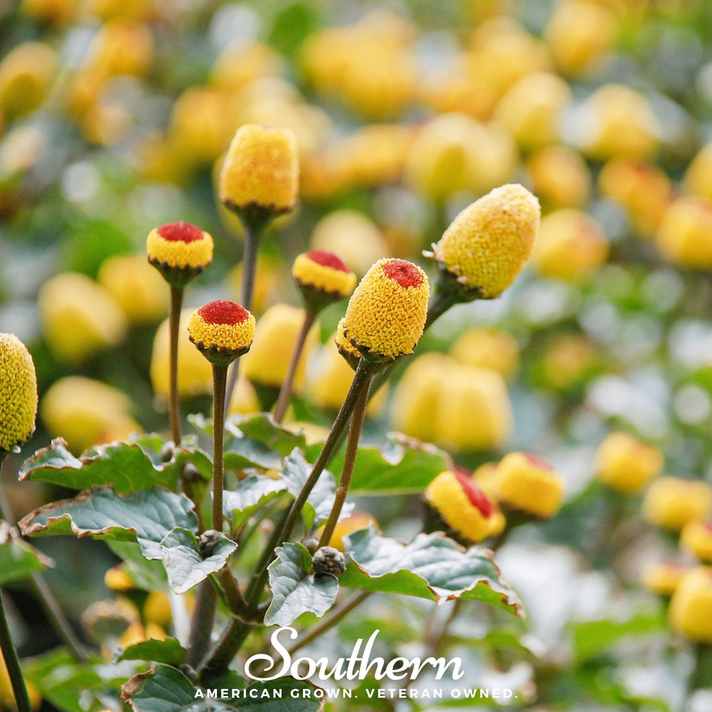Toothache Plant – 50 Seeds