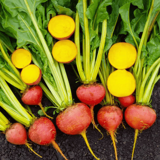 Touchstone Beet – 50 Seeds