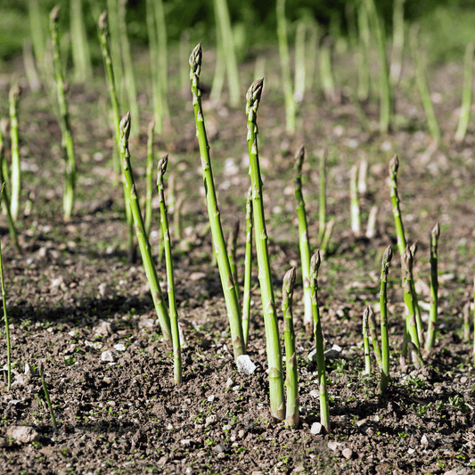 UC72 Asparagus – 50 Seeds