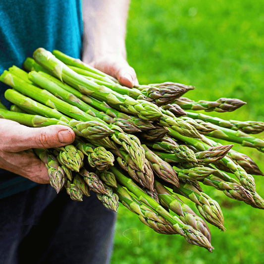 UC72 Asparagus – 50 Seeds