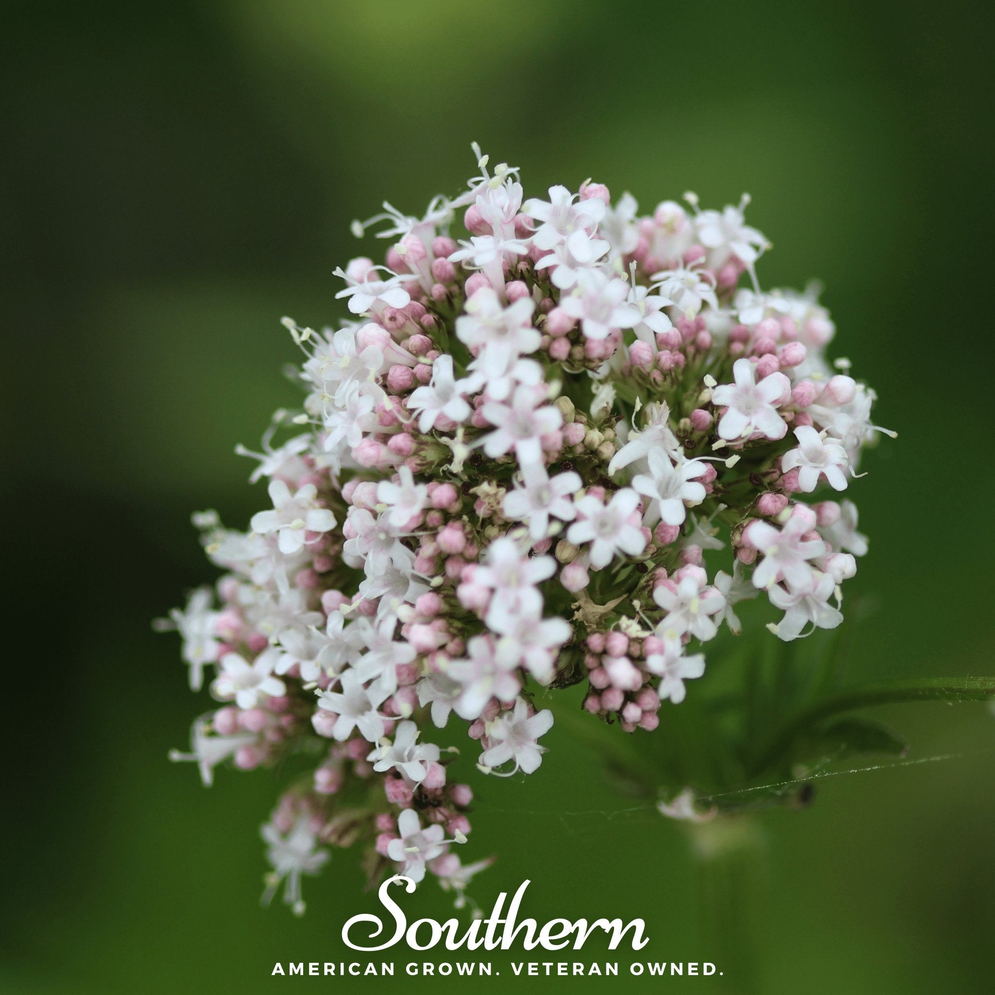 Valerian – 100 Seeds