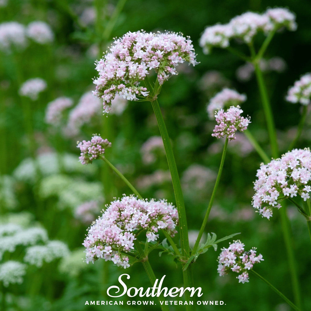 Valerian – 100 Seeds