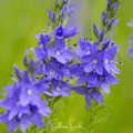 Royal Blue Veronica Speedwell – 50 Seeds