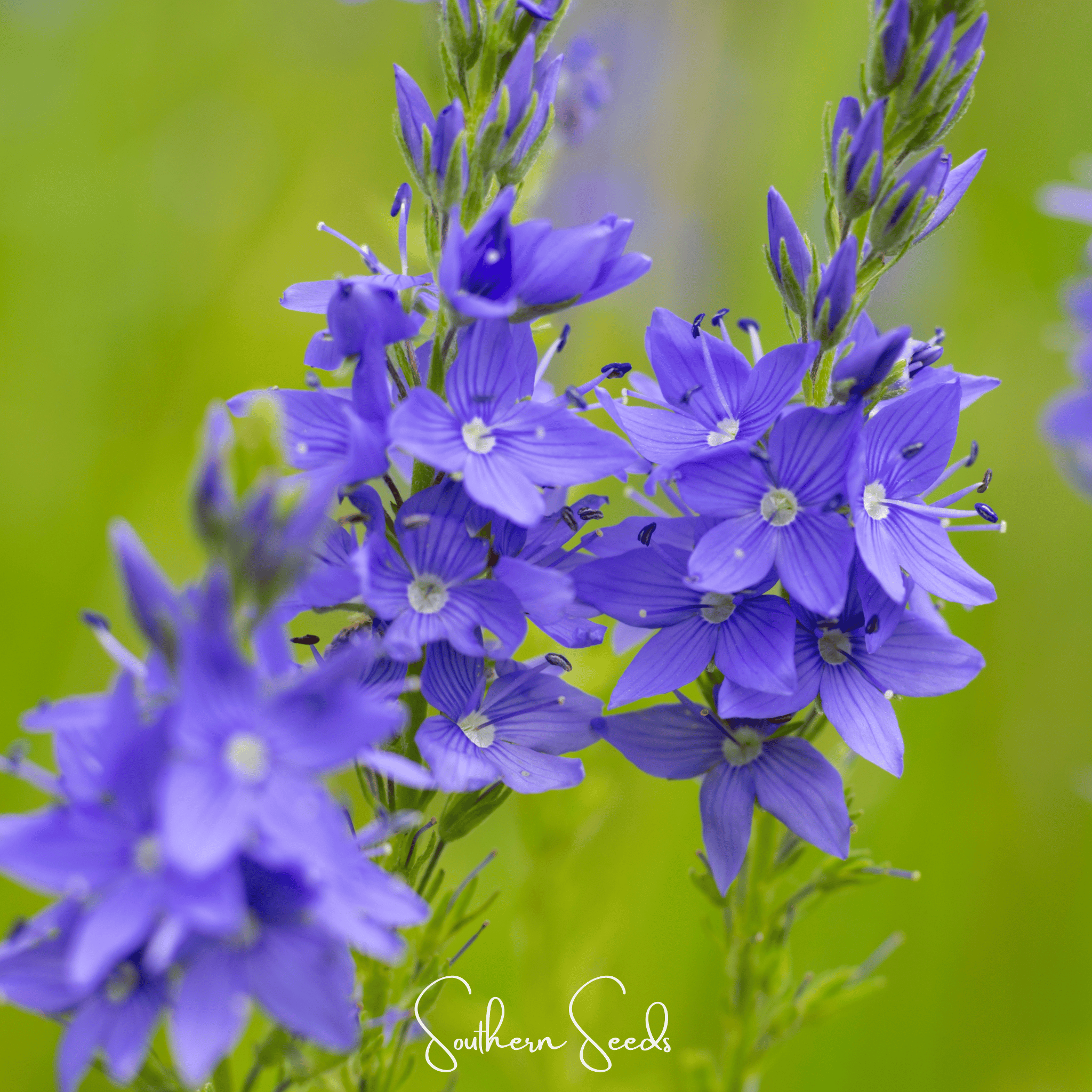 Royal Blue Veronica Speedwell – 50 Seeds