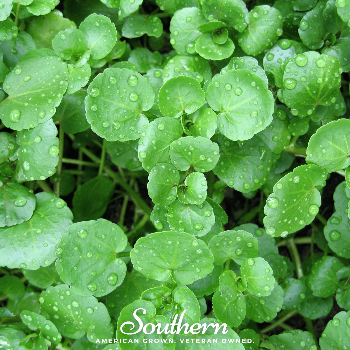 Watercress – 200 Seeds