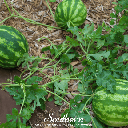 Crimson Sweet Watermelon – 25 Seeds