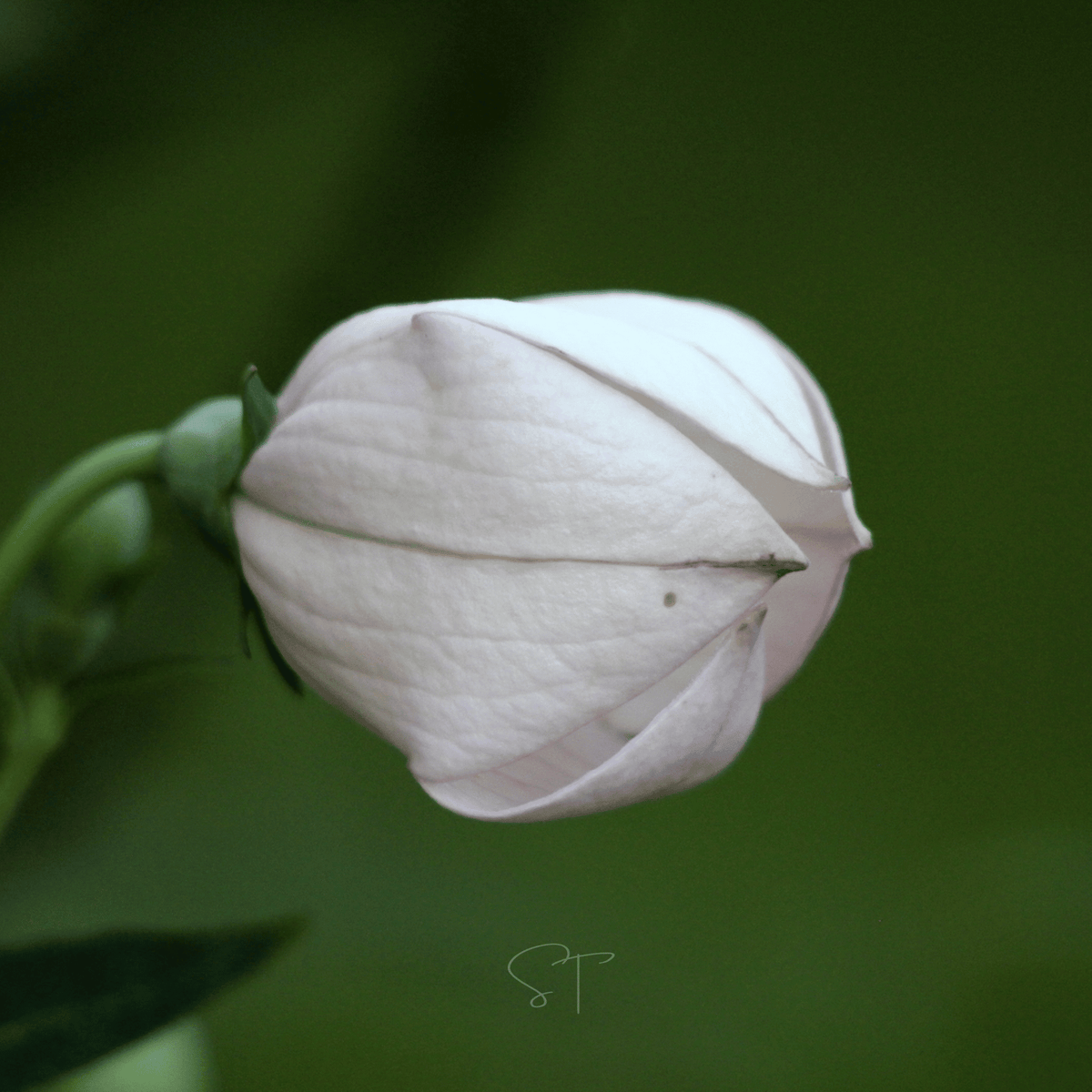White Balloon Flower – 50 Seeds