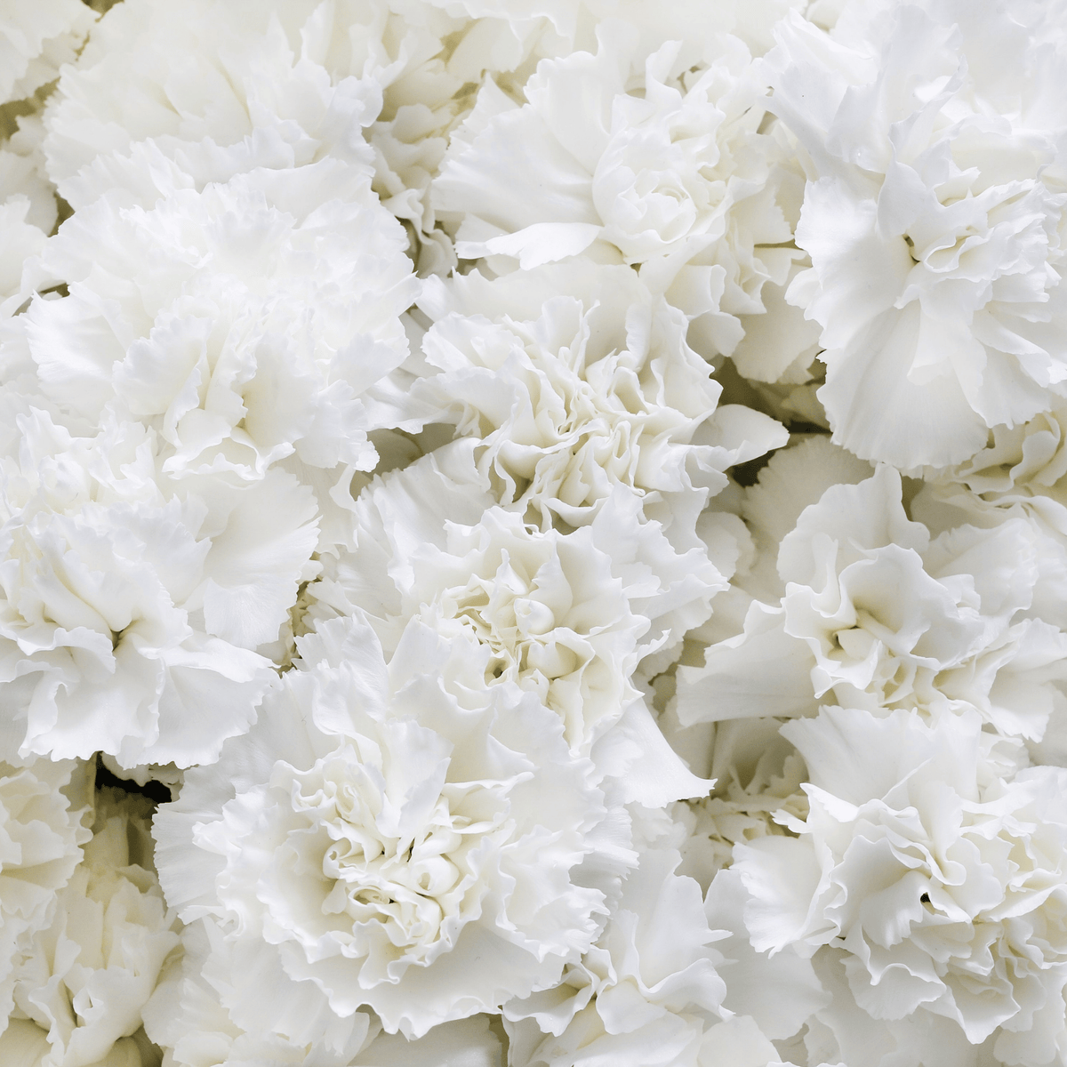 White Grenadin Carnation – 25 Seeds
